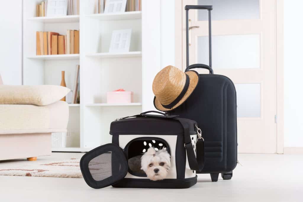 Tips when traveling with pets