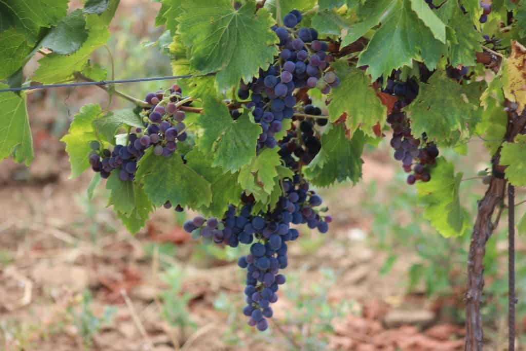 Visit a vineyard in the South of France