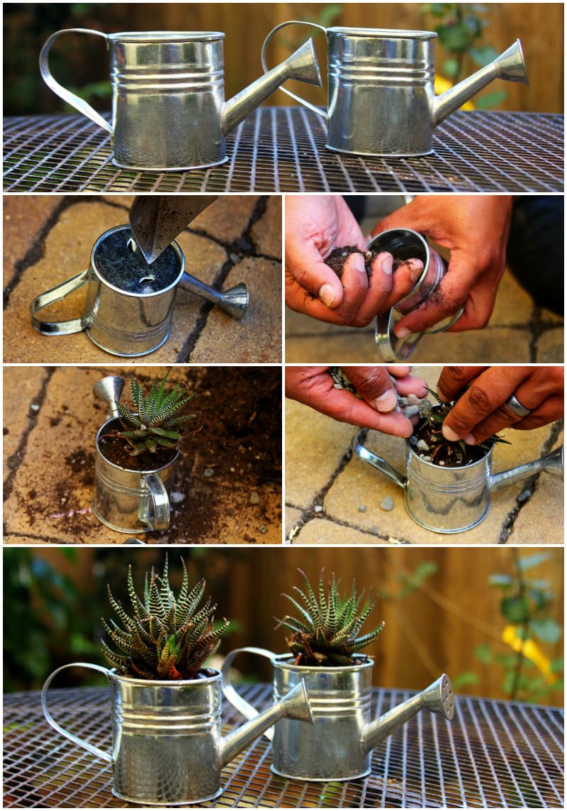 Watering can succulents for gifts or favors