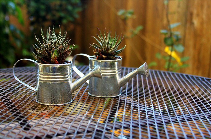 DIY Mini Watering Can Succulents