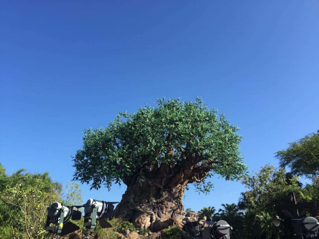 Animal Kingdom Tree of Life at day time