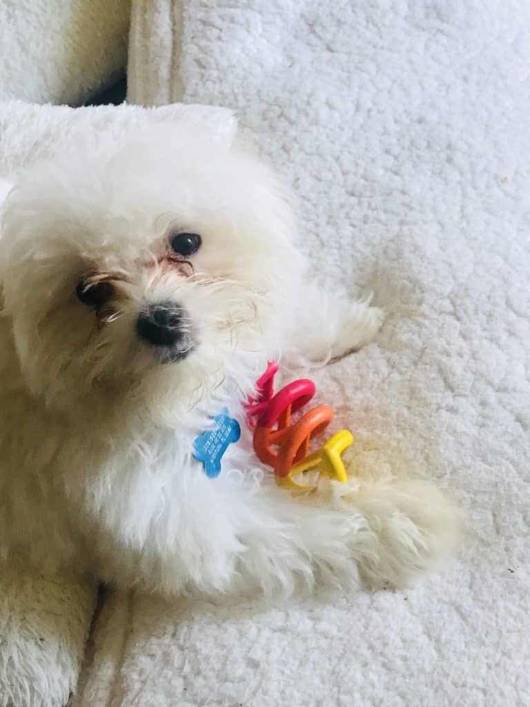 Snoopy Maltese puppy