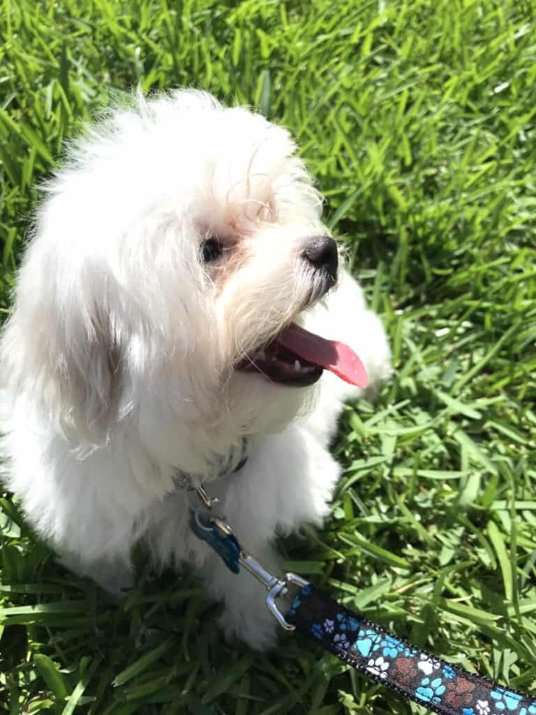 Snoopy the Maltese