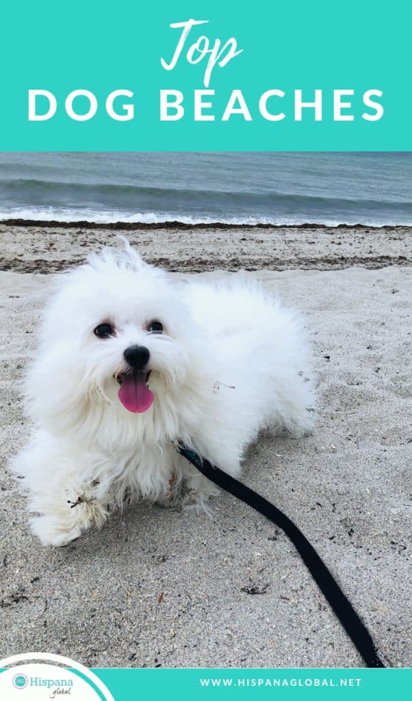 Are you looking for a beach where your four-legged family member can swim, run, and frolic in the sand? Check out these amazing beaches that allow dogs! 