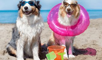 Are you looking for a beach where your four-legged family member can swim, run, and frolic in the sand? Check out these amazing beaches that allow dogs!