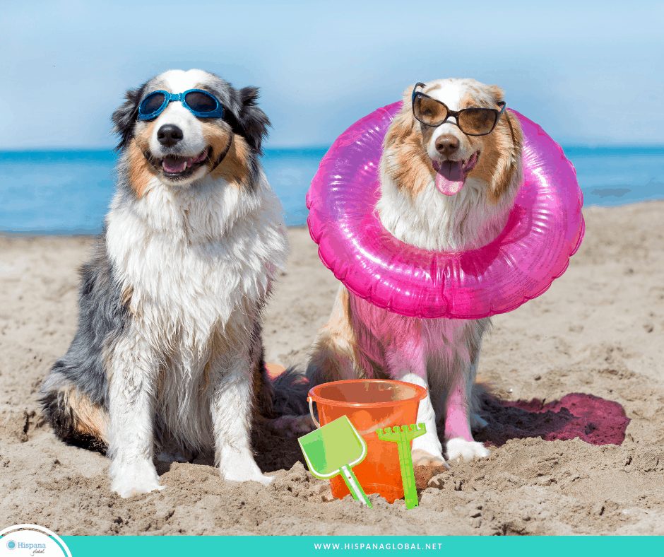 Are you looking for a beach where your four-legged family member can swim, run, and frolic in the sand? Check out these amazing beaches that allow dogs! 